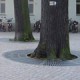 thumb_baumroste_innenteil001.jpg